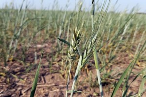 La sequía persistente en el norte y oeste de la región pampeana ha continuado afectando los cultivos, y las perspectivas son aún inciertas.