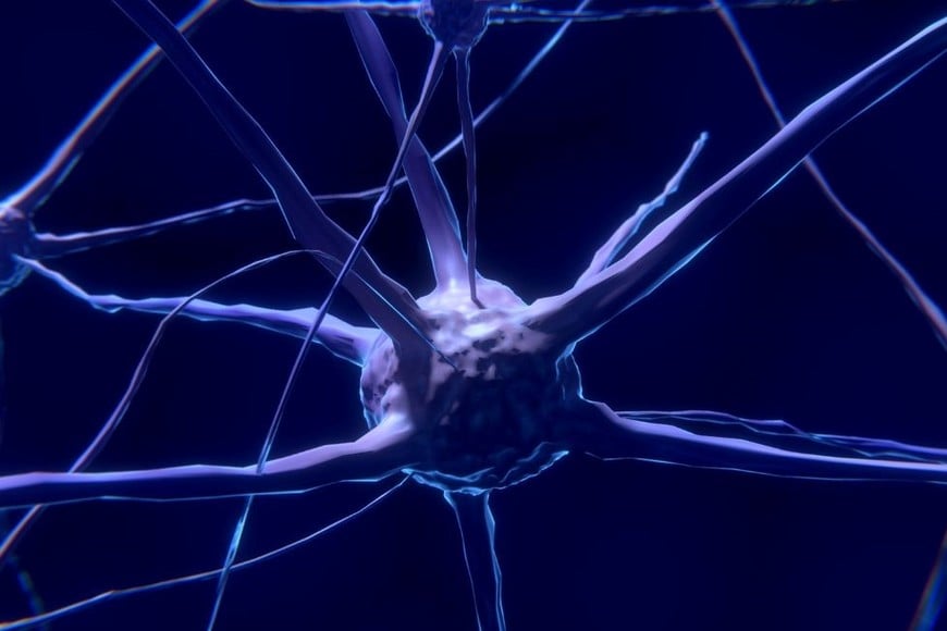 Nueva célula híbrida entre las neuronas y las células gliales.