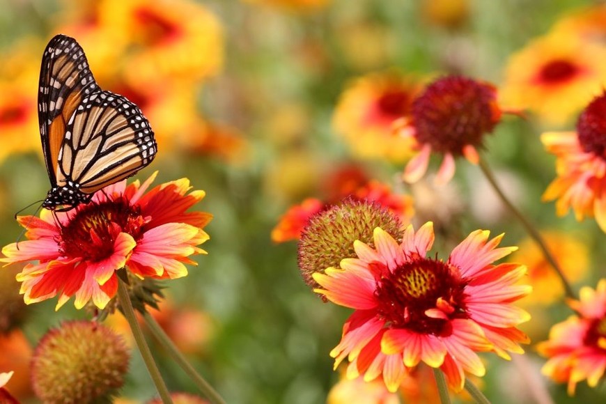 Los cuatro periodos estacionales se determinan mediante cuatro posiciones clave en la órbita terrestre alrededor del Sol.