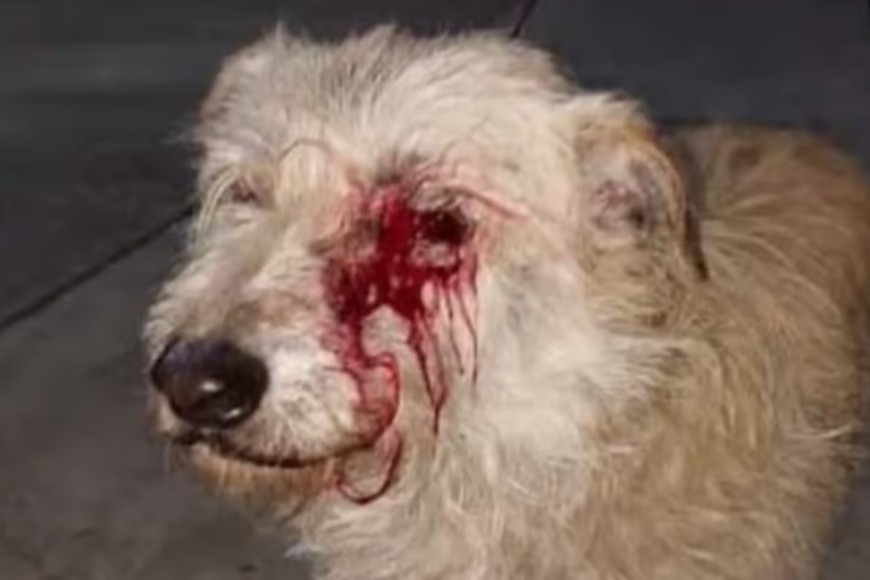 "Su ojo está perdido".