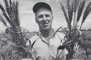 Norman Borlaug experimentó con distintas variedades de  trigo para poder optimizar su rendimiento. Foto: Smithsonian Institution / Arthur Rickerby