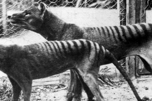 Tigres de Tasmania (hoy extintos) en el Zoo de Hobart Tasmania, en Australia (1933). Foto: World History Archive