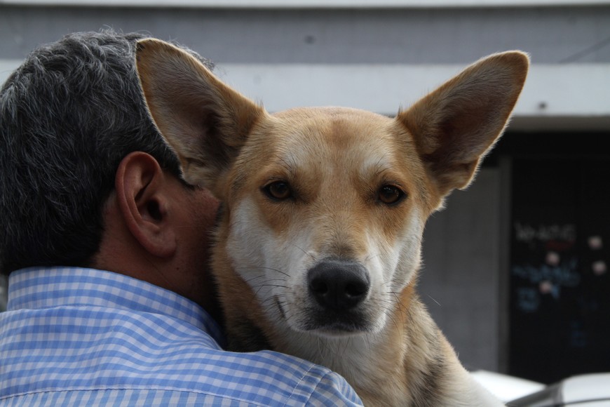 La proyección de la iniciativa es que se deberá castrar el 20% de esa población canina y felina, lo que resultaría -sobre la base del total de habitantes de la ciudad- en 4.214 castraciones mensuales y 210 diarias a lo largo de todo un año.