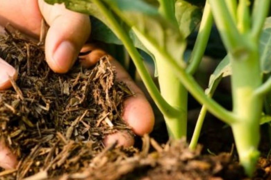 Los fertilizantes son suplementos nutricionales para asegurarse de que nuestras verduras y frutas crezcan fuertes y saludables.