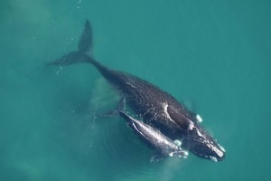 La ballena es una especie adaptada a una vida completamente acuática.