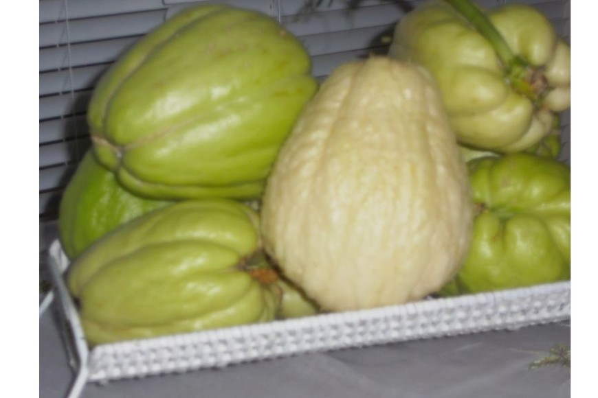 Papas del aire o chayote. Se aprovecha prácticamente todo, incluso hasta las hojas, los zarcillos y las raíces.