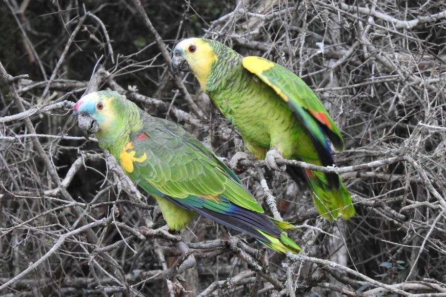 El loro hablador es una especie de ave de origen sudamericano que vive en selvas, bosques y sabanas de distintas ecorregiones.