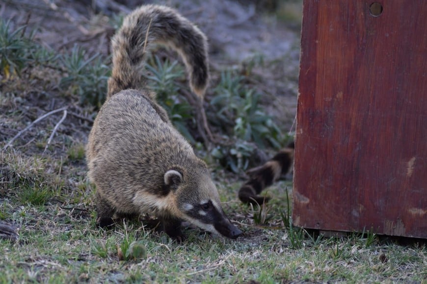 El coatí es una especie de mamífero carnívoro de la familia de los prociónidos.