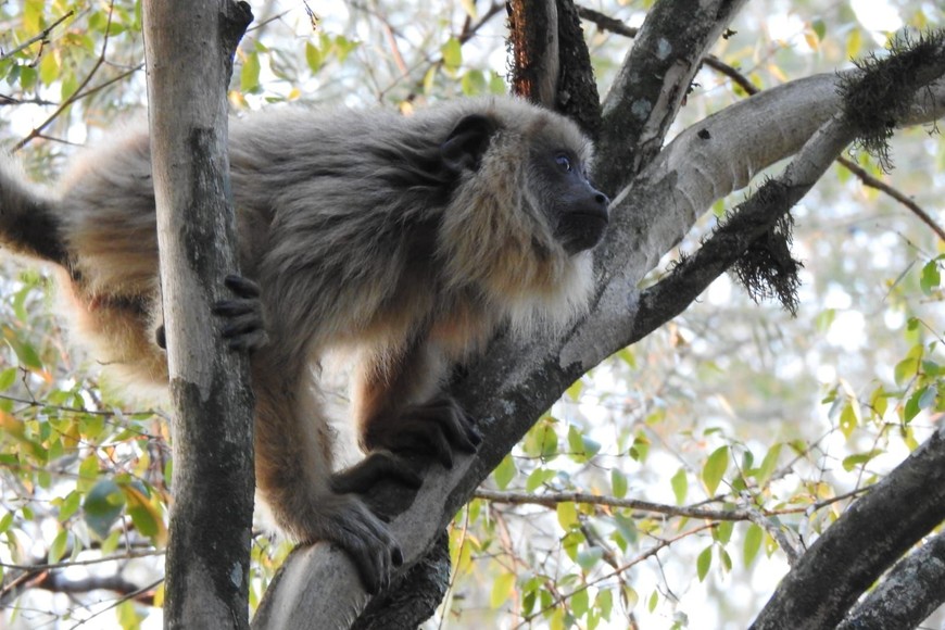 El mono carayá es una especie autóctona de Argentina, Paraguay, Brasil y Bolivia.