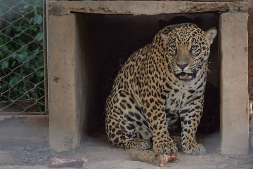 El yaguareté es una de las especies más amenazadas del Gran Chaco argentino. Foto: Rewilding