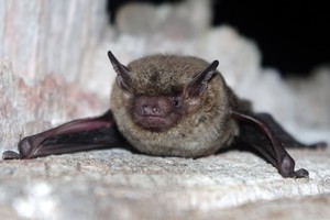 Una de las variedades que se pueden ver en la ciudad de Santa Fe.. Crédito: Germán Tettamanti / Gentileza