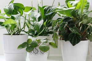 En un mundo cada vez más urbano, tener plantas en casa nos conecta con la naturaleza