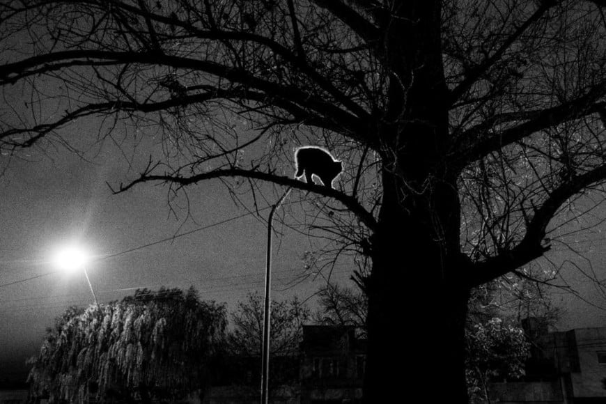 Muestra fotográfica “Noctámbulo”, de Sebastián Pachoud