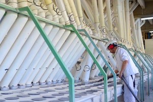 Sin esas trabas, desde el sector consideran que podrían duplicar las toneladas de trigo que actualmente procesan.