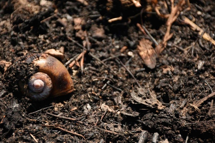 Quemados. Caracoles típicos del entorno afectados por el fuego. Foto: Mauricio Garín