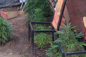 En el operativo encontraron hasta 4 especies herbáceas de marihuana.