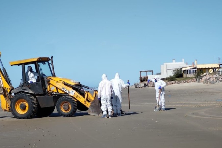 lobos mar brasil gripe aviar