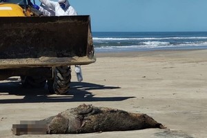 En los últimos días fueron recogidos restos de al menos 164 "lobos y leones marinos".