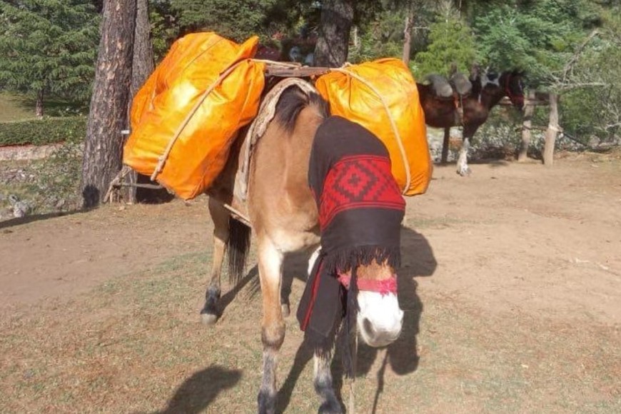 Doce horas en mula para llevar las urnas a las escuelas de las montañas de la Quebrada de Humahuaca.