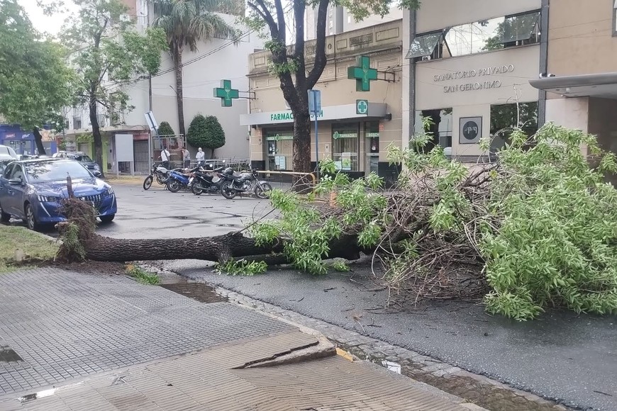 árbol caído tormenta