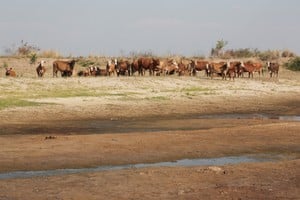 Michlig dijo que "la sequía es más que extrema, hoy resulta terminal para los productores" en todo el territorio provincial.