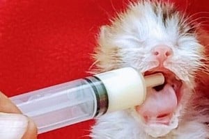 "Los parpados cerrados indicaban que había nacido pocos días atrás y su cuidado iba a ser arduo. Ella tenía ganas de vivir; eso era lo importante (...)".