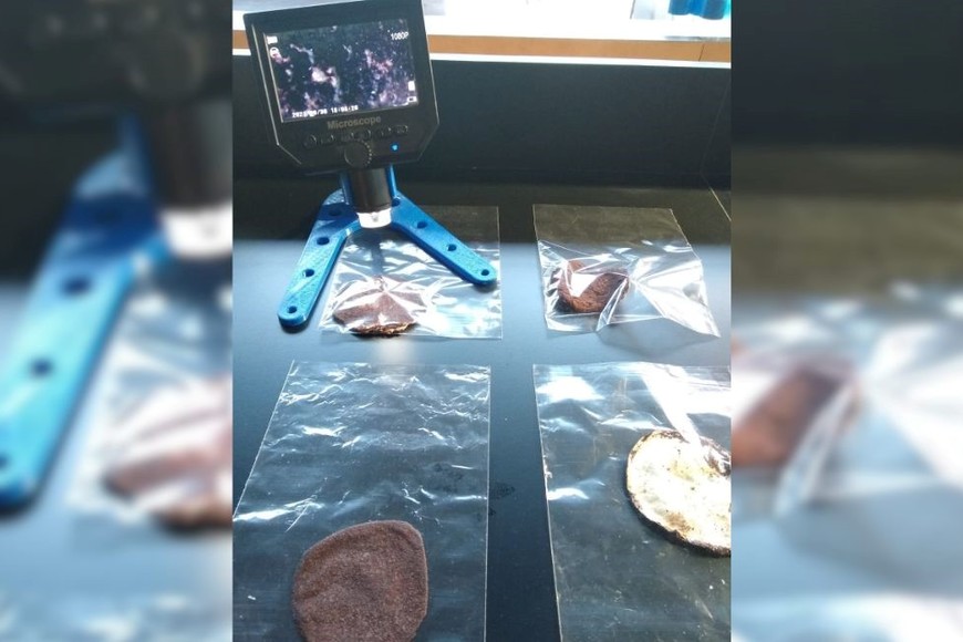 Investigadoras desarrollaron un biocuero a partir de hongos que crecen sobre residuos de la industria alimentaria.