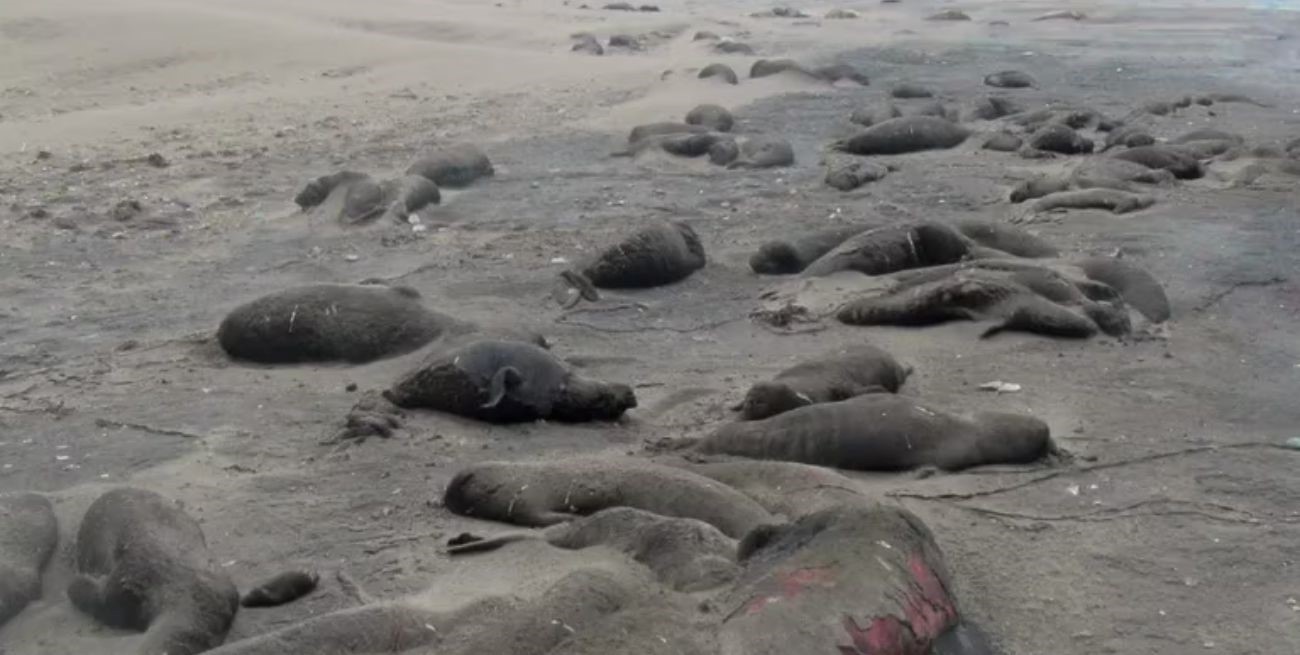 Gripe aviar: refuerzan las medidas de prevención en Chubut ante la muerte de elefantes marinos