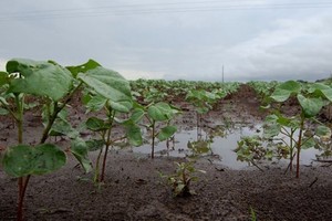 Nuevamente las lluvias dejaron registros dispares en el departamento San Martín.
