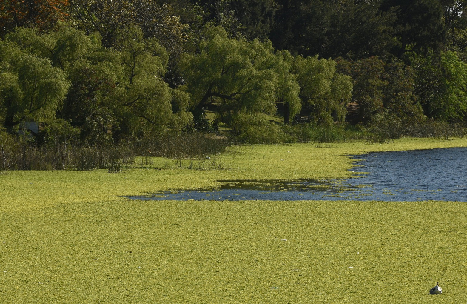 Advierten que este tipo de plantas acuáticas podrían dejar en mal estado el agua del lago del sur.