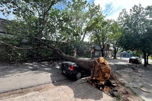 Un auto quedó destruido tras la caída de un árbol en la zona de Junín al 1300. Crédito: Gentileza @MauroYasprizza