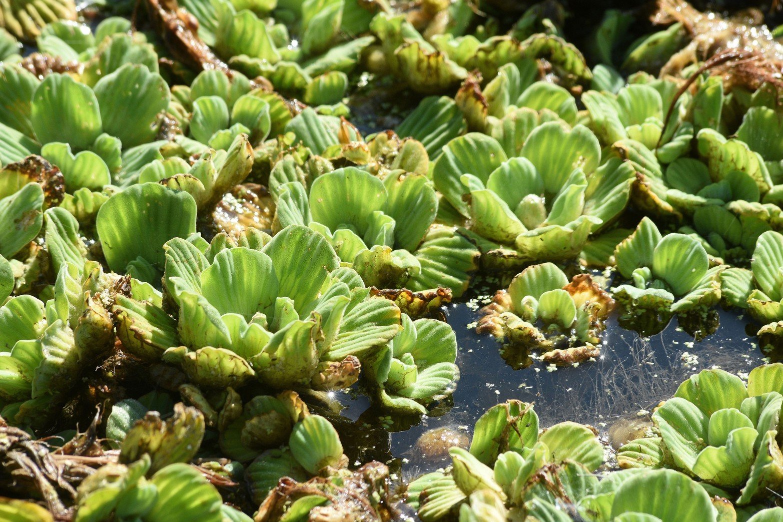 El repollito de agua es una hierba acuática y flotante. Sus hojas, que se disponen en forma de roseta, son de color verde claro. Tienen forma de espátula y aspecto algo carnoso y engrosado.