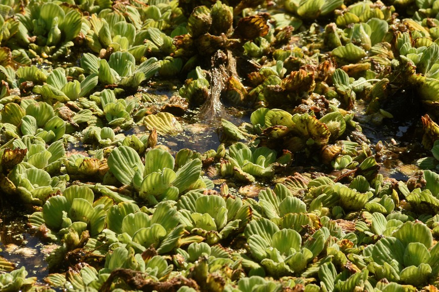 La mitad. Así estaba el lago del Parque Sur en los últimos días, lleno de repollitos.

Guillermo Di Salvatore.