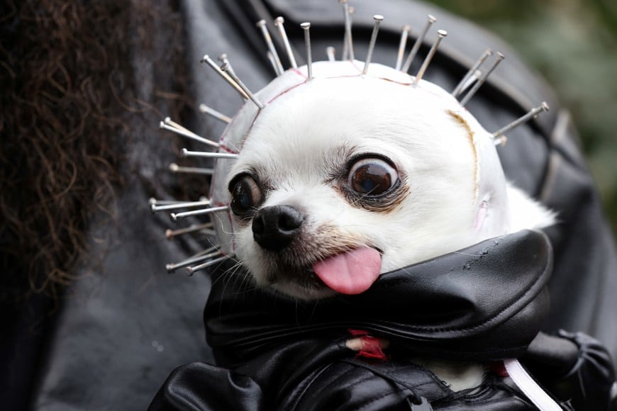 Gizzard, a chihuahua is held by his owner at the 31st Annual Tompkins Square Halloween Dog Parade in New York, U.S., October 23, 2021. REUTERS/Caitlin Ochs