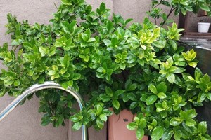 Simplemente "nuestro jazmín". Foto: El Litoral.