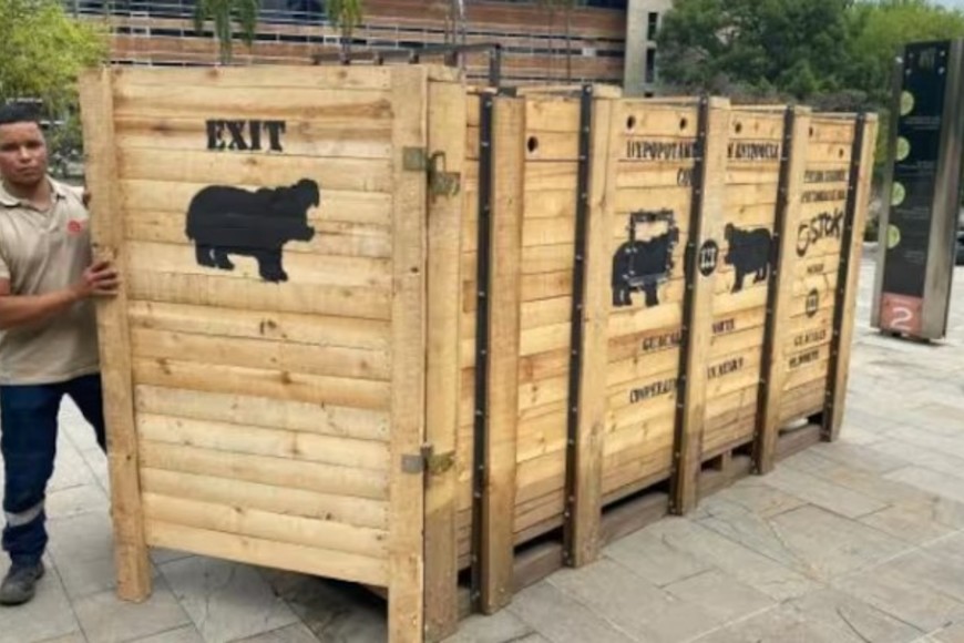 Colombia espera el aval para trasladar los hipopótamos a otros países.