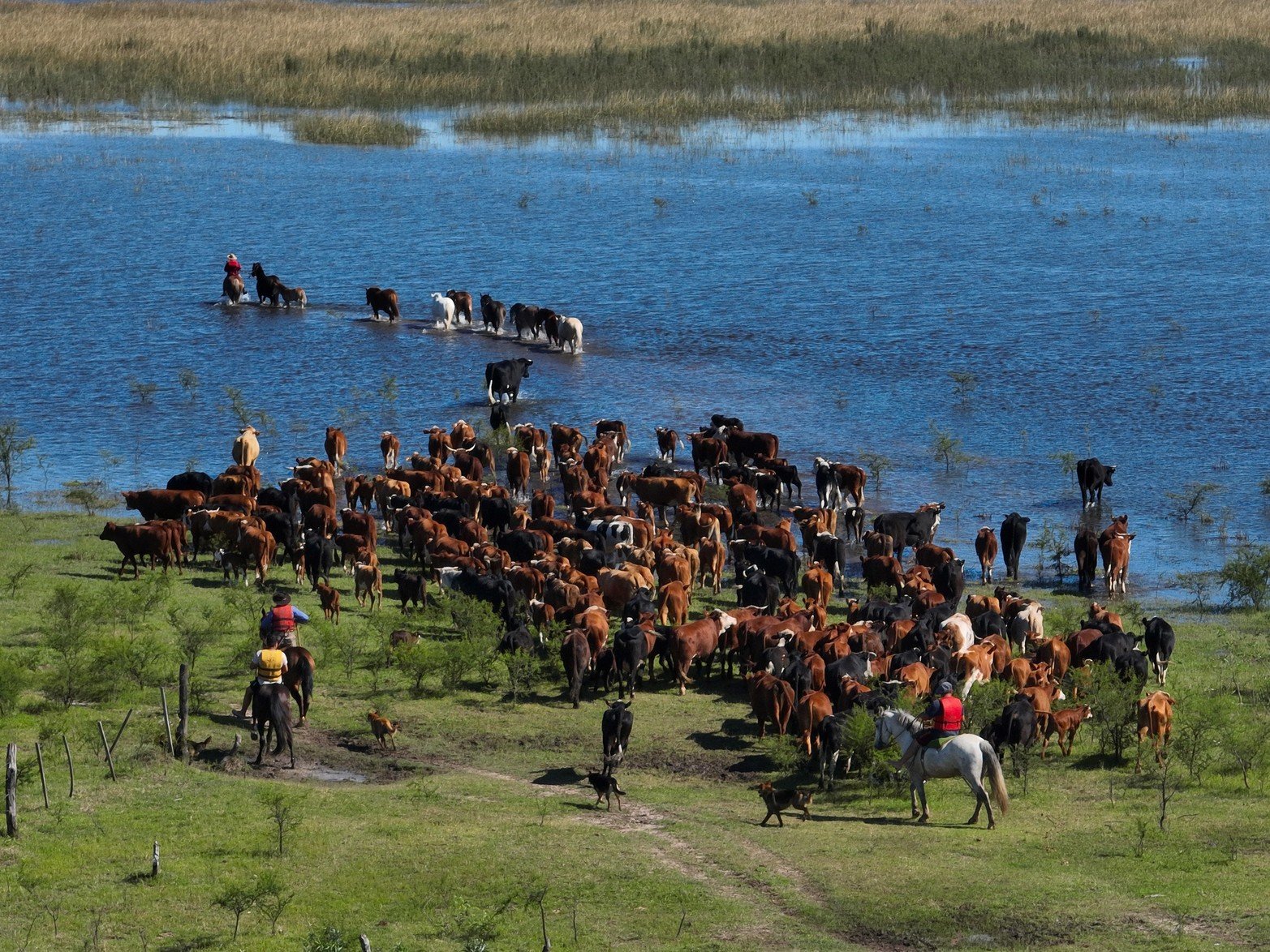 Las provincias litorales están en peligro entre un 30% y 37% de su stock provincial. Créditos: Fernando Nicola