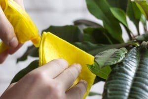 Existen muchísimos remedios naturales que te ayudarán a tener tus plantas  saludables y mantener los bichos a raya.