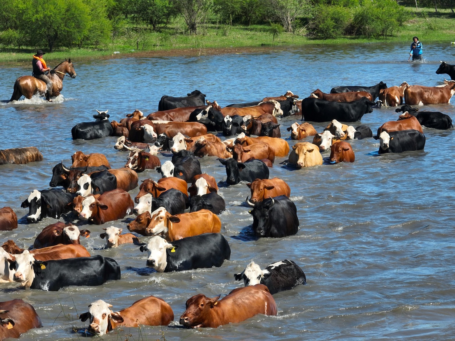 Los animales son sacados de las islas. Créditos: Fernando Nicola