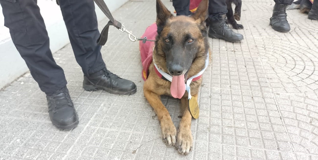 Primer puesto en “Búsqueda de restos humanos” para Brusken y su guía subinspector Gastón Ojeda. Crédito: El Litoral