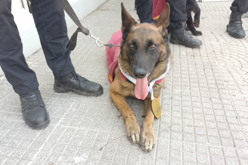 Primer puesto en “Búsqueda de restos humanos” para Brusken y su guía subinspector Gastón Ojeda. Crédito: El Litoral
