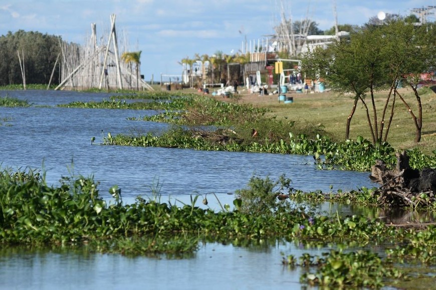 Los camalotes en la costa santafesina, señal de la crecida del río. Foto: Pablo Aguirre