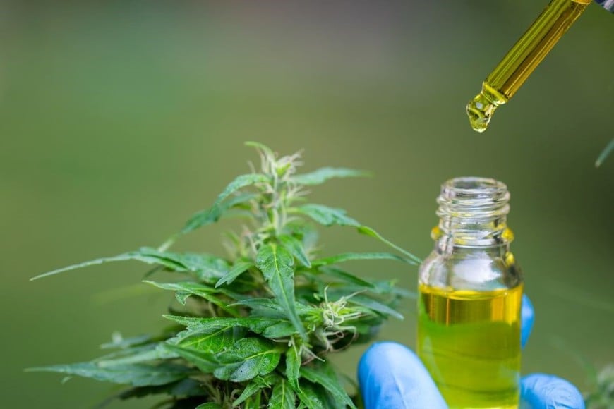 Cannabis medicinal de producción estatal, a cargo de la empresa pública Cannava