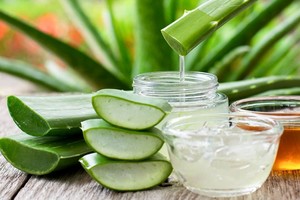 Los múltiples beneficios del Aloe Vera.