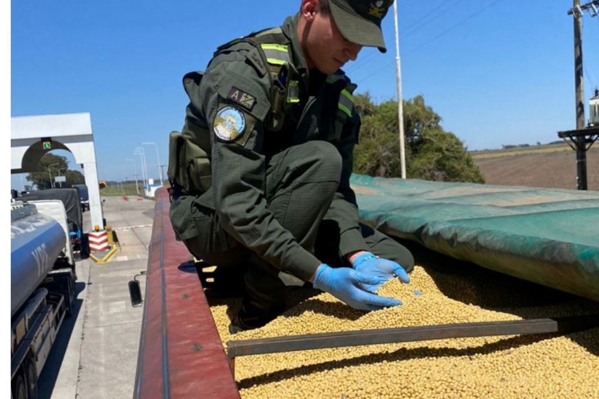 Se hallaron 31.500 kilos de soja sin el respaldo legal. Crédito: Gendarmería Nacional.
