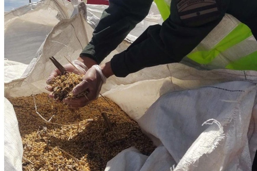 5.500 kilos de granos de soja que se dirigía hacia la ciudad de Río Cuarto.  Crédito: Gendarmería Nacional.