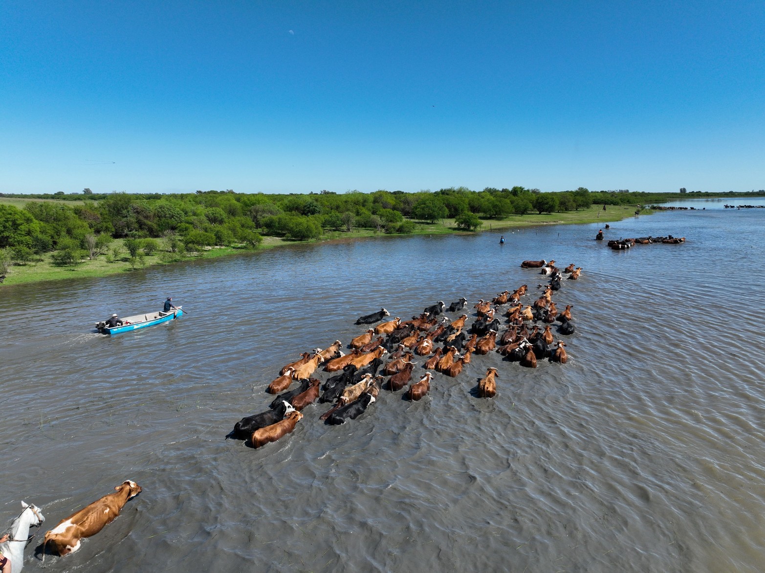 Más de 5 millones de cabezas afectadas por la crecida. La zona de islas sirvió de refugio para la ganadería de Corrientes, Entre Ríos y Santa Fe durante la sequía. Sin embargo, la súbita crecida del Paraná, obliga a evacuar la hacienda.