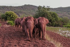 (210607) -- KUNMING, 7 junio, 2021 (Xinhua) -- Vista aérea del 6 de junio de 2021 de elefantes asiáticos silvestres en el distrito de Jinning de Kunming, en la provincia de Yunnan, en el suroeste de China. Una manada de elefantes asiáticos silvestres hizo una escala temporal en su migración en las afueras de la ciudad suroccidental china de Kunming, informaron el lunes las autoridades. De los 15 elefantes, un macho se separó de la manada y se encuentra actualmente a unos cuatro kilómetros al noreste del grupo, de acuerdo con el mando en el lugar que sigue a los elefantes. Los elefantes asiáticos están bajo protección estatal de nivel A en China. Yunnan es su principal hábitat. Gracias a los mayores esfuerzos de protección, la población de elefantes silvestres en la provincia ha crecido hasta unos 300, a diferencia de los 193 de la década de 1980. (Xinhua/Str) (ah) (ra) (vf)
