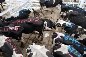 Las vacas lecheras yendo a faena son el resultado de múltiples dificultades creadas artificialmente por el gobierno nacional con medidas distorsivas.