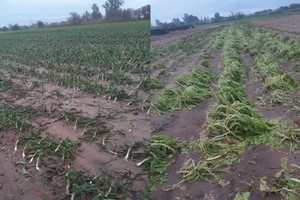 Hubo muchos sembradíos dañados. El sábado evaluarán las pérdidas. Cebolla de verdeo, rúcula, acelga, zapallitos, achicoria, fueron algunos de los artículos afectados.